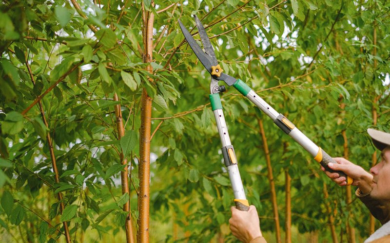 Tree trimming in Allegany, NY
